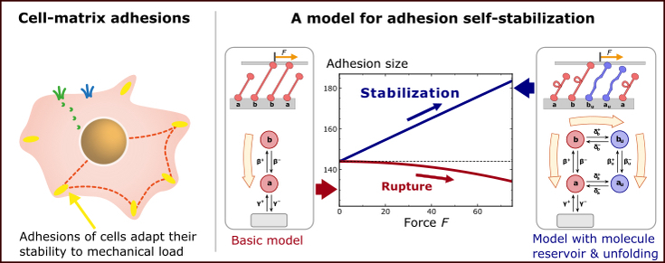 self_stabilization_andrea2022_highlight